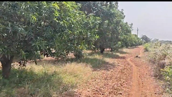 3.75 Acres Red soil Mango and Coconut Garden Land in Hagari Bommanahalli Taluk, Vijayanagara District, Karnataka | ₹1.45 Crore per Acre | BHOOVIX BX-33656