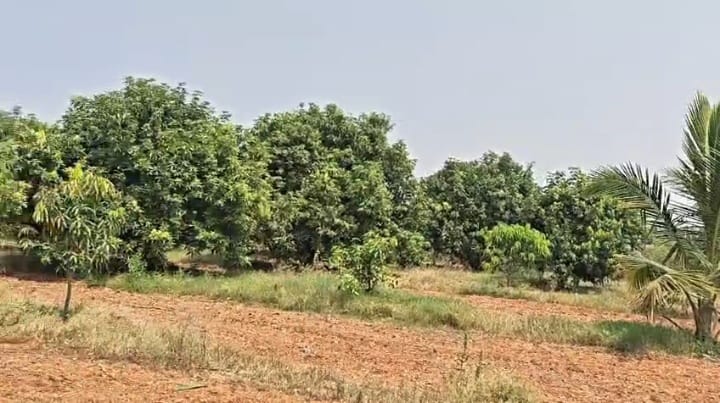 3.75 Acres Red soil Mango and Coconut Garden Land in Hagari Bommanahalli Taluk, Vijayanagara District, Karnataka | ₹1.45 Crore per Acre | BHOOVIX BX-33656
