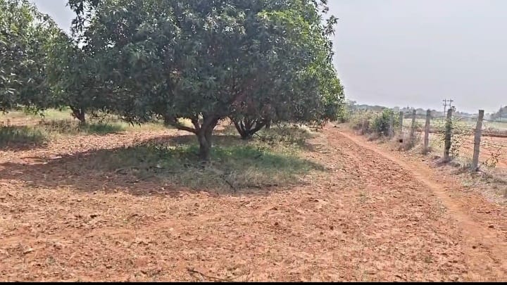 3.75 Acres Red soil Mango and Coconut Garden Land in Hagari Bommanahalli Taluk, Vijayanagara District, Karnataka | ₹1.45 Crore per Acre | BHOOVIX BX-33656