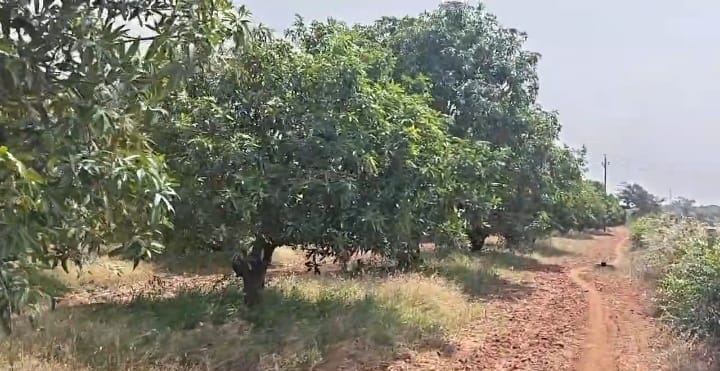 3.75 Acres Red soil Mango and Coconut Garden Land in Hagari Bommanahalli Taluk, Vijayanagara District, Karnataka | ₹1.45 Crore per Acre | BHOOVIX BX-33656