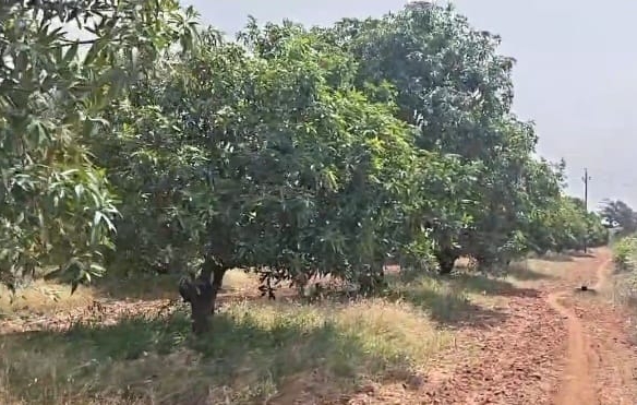 Mango & Coconut Garden Land