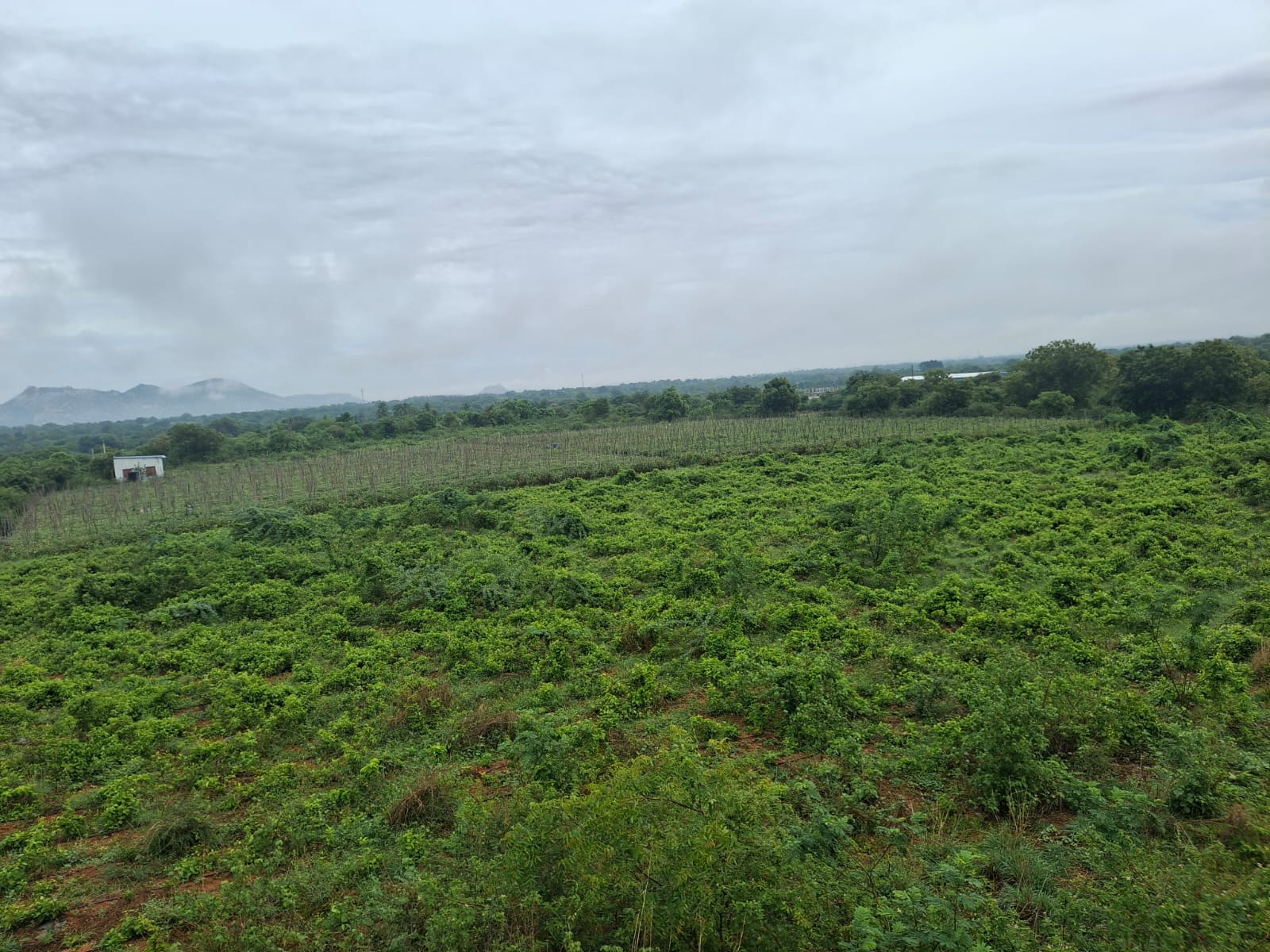 6 Acres Red Soil Land for Sale in Kalakada Mandal, Annamayya District, Andhra Pradesh| ₹23 Lakhs per Acre | BHOOVIX BX-33756