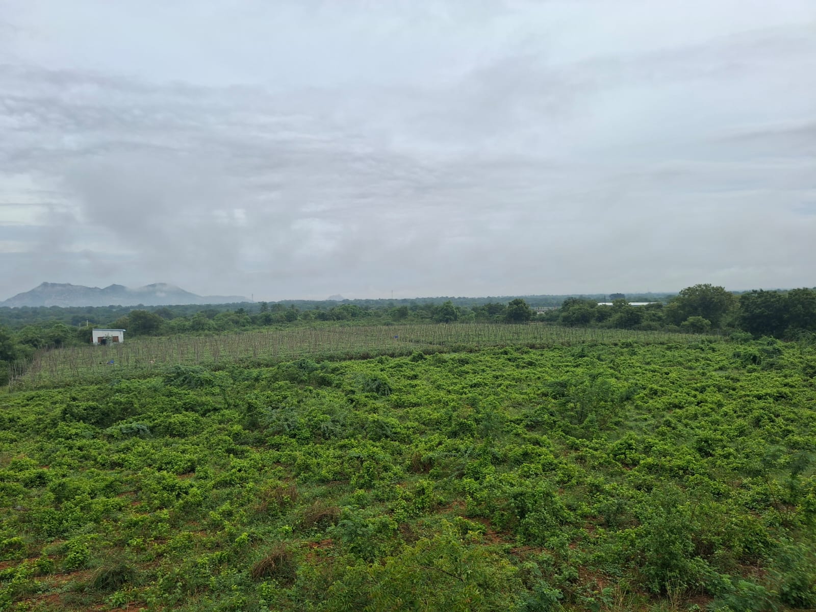 6 Acres Red Soil Land for Sale in Kalakada Mandal, Annamayya District, Andhra Pradesh| ₹23 Lakhs per Acre | BHOOVIX BX-33756