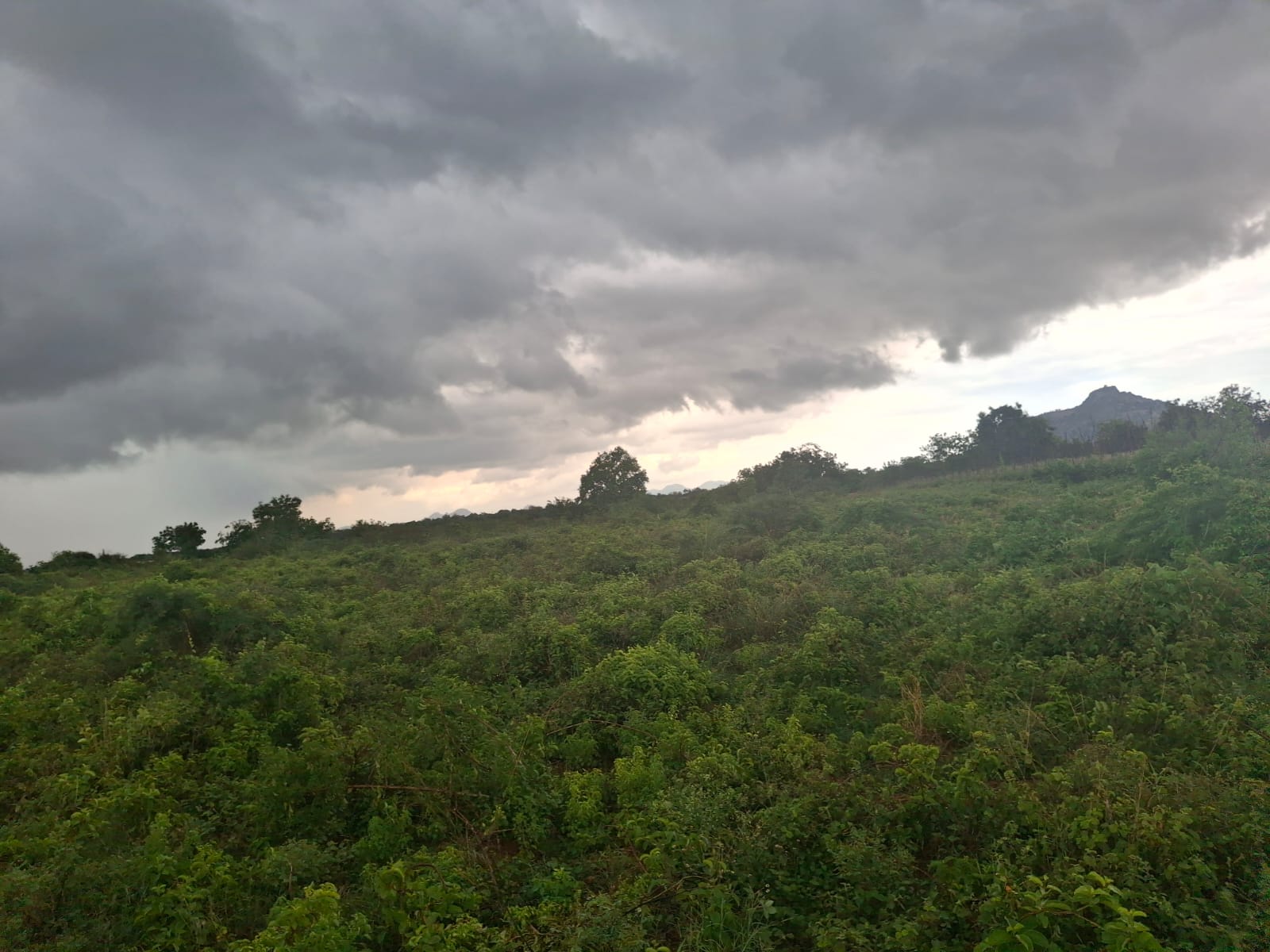 6 Acres Red Soil Land for Sale in Kalakada Mandal, Annamayya District, Andhra Pradesh| ₹23 Lakhs per Acre | BHOOVIX BX-33756