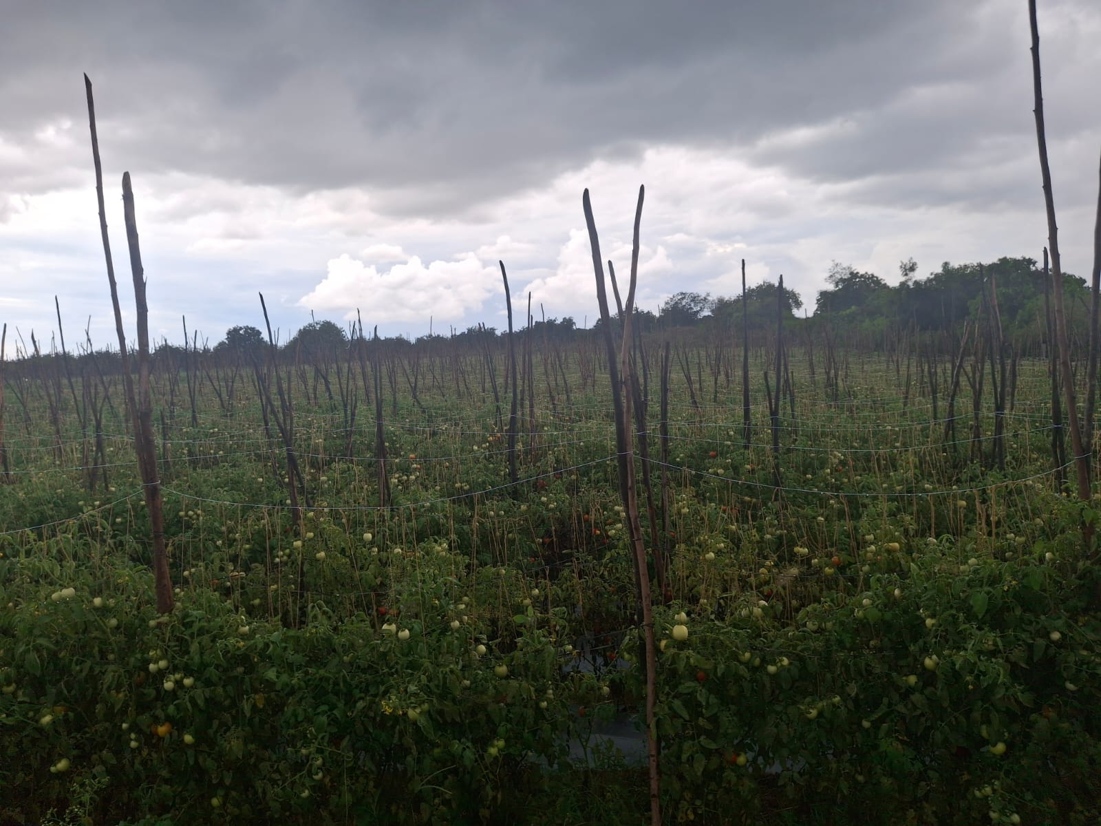 6 Acres Red Soil Land for Sale in Kalakada Mandal, Annamayya District, Andhra Pradesh| ₹23 Lakhs per Acre | BHOOVIX BX-33756