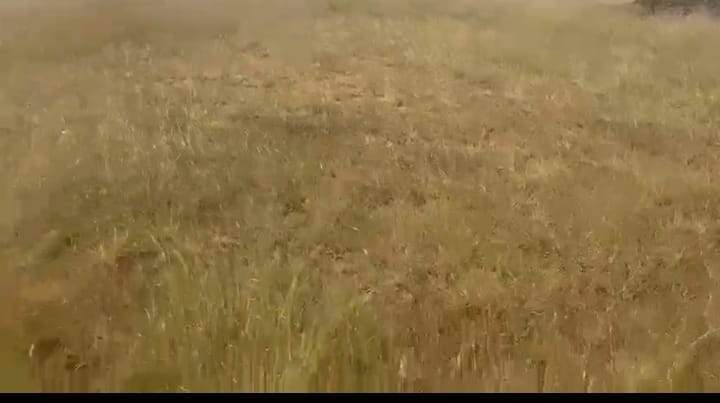3 Acres 15 Guntas Red Soil Agriculture Land for Sale in Basavakalyan Taluk, Bidar District, Karnataka|  | ₹1600000/Acre | BHOOVIX BX-33696