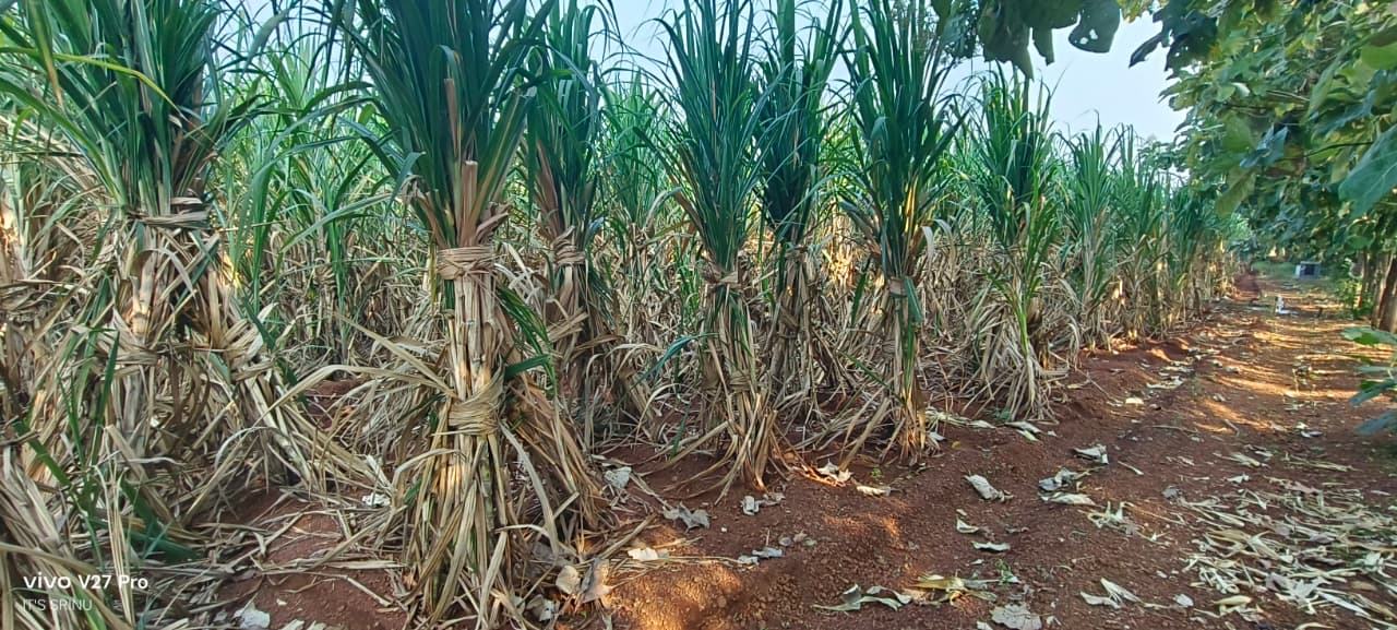 1 Acre 20 Guntas Red Soil Agriculture Land for Sale in Marpally Mandal, Vikarabad District, Telangana |  | ₹75 Lakhs per Acre | BHOOVIX BX-33767