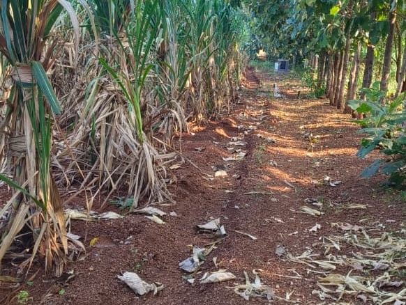 Red Soil Land