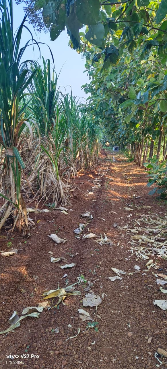 Red Soil Land