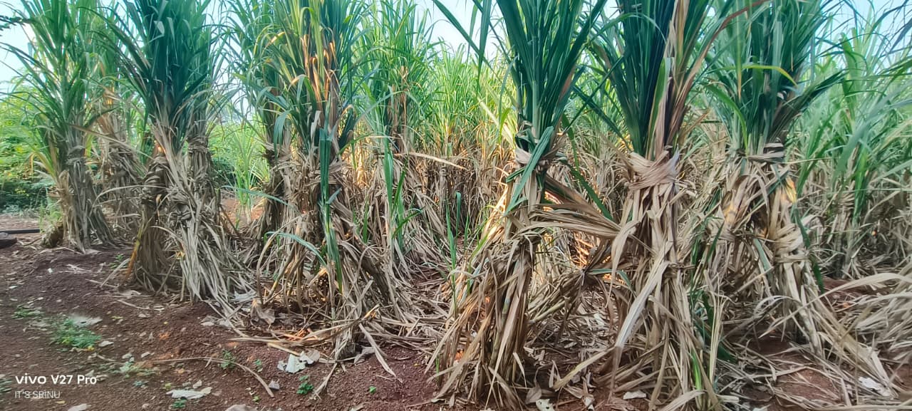 1 Acre 20 Guntas Red Soil Agriculture Land for Sale in Marpally Mandal, Vikarabad District, Telangana |  | ₹75 Lakhs per Acre | BHOOVIX BX-33767