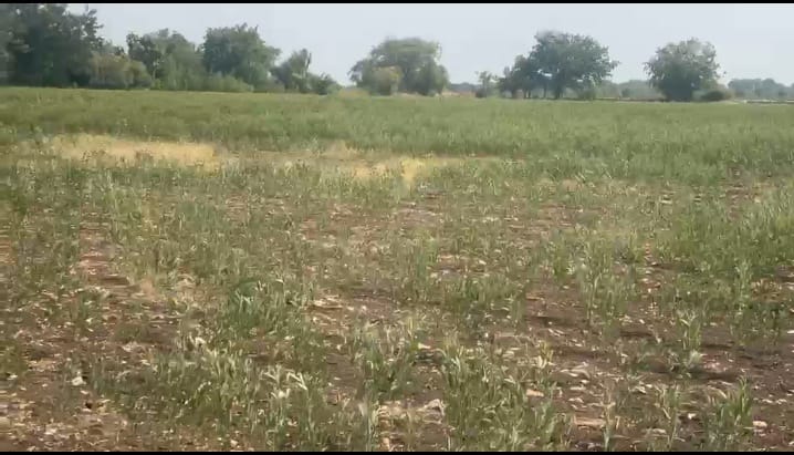 2 Acres SH Facing Black Soil Land for Sale in Shahabad taluk, kalaburagi Taluk, Karnataka | ₹30 Lakhs per Acre | BHOOVIX BX-33781