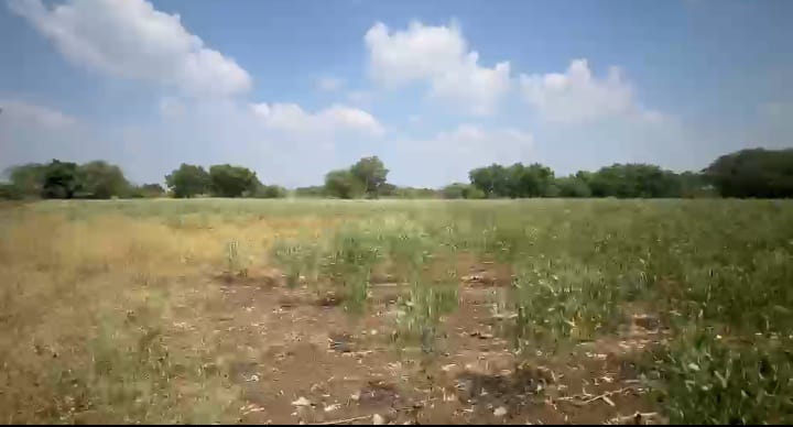 3 Acres Black Soil Land for Sale in Shahabad Taluk, Kalaburagi District, Karnataka | ₹15 Lakhs per Acre | BHOOVIX BX-33800