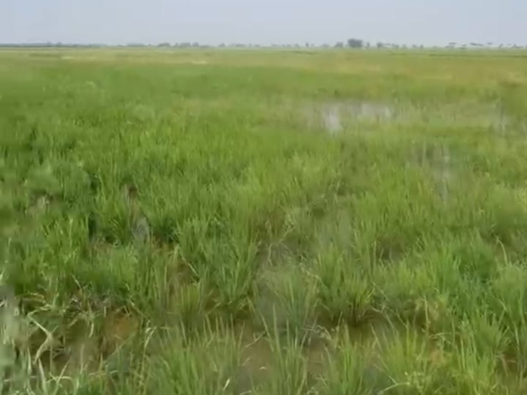 Black Soil Agricultural Land