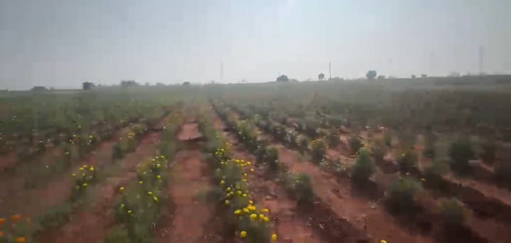 5 Acres Red Soil Agriculture Land for Sale at ₹17 Lakhs Per Acre in Basavakalyan Mandal, Bidar District, Karnataka | BHOOVIX BX-33843