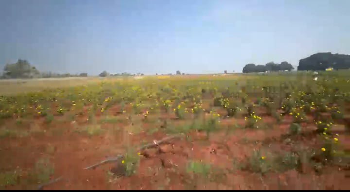 5 Acres Red Soil Agriculture Land for Sale at ₹17 Lakhs Per Acre in Basavakalyan Mandal, Bidar District, Karnataka | BHOOVIX BX-33843