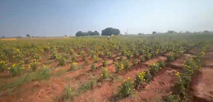 5 Acres Red Soil Agriculture Land for Sale at ₹17 Lakhs Per Acre in Basavakalyan Mandal, Bidar District, Karnataka | BHOOVIX BX-33843