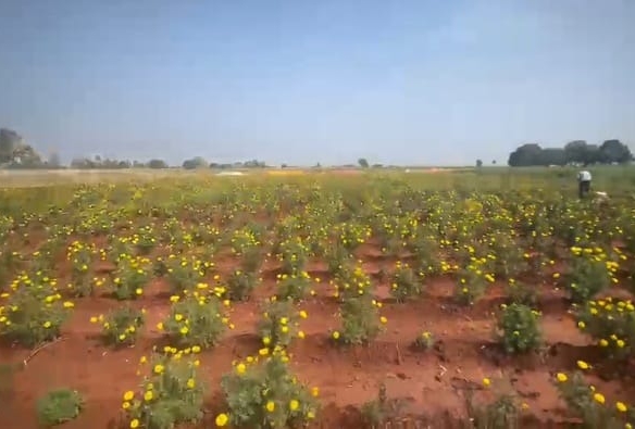Red Soil Agriculture Land