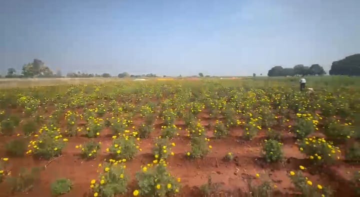 5 Acres Red Soil Agriculture Land for Sale at ₹17 Lakhs Per Acre in Basavakalyan Mandal, Bidar District, Karnataka | BHOOVIX BX-33843