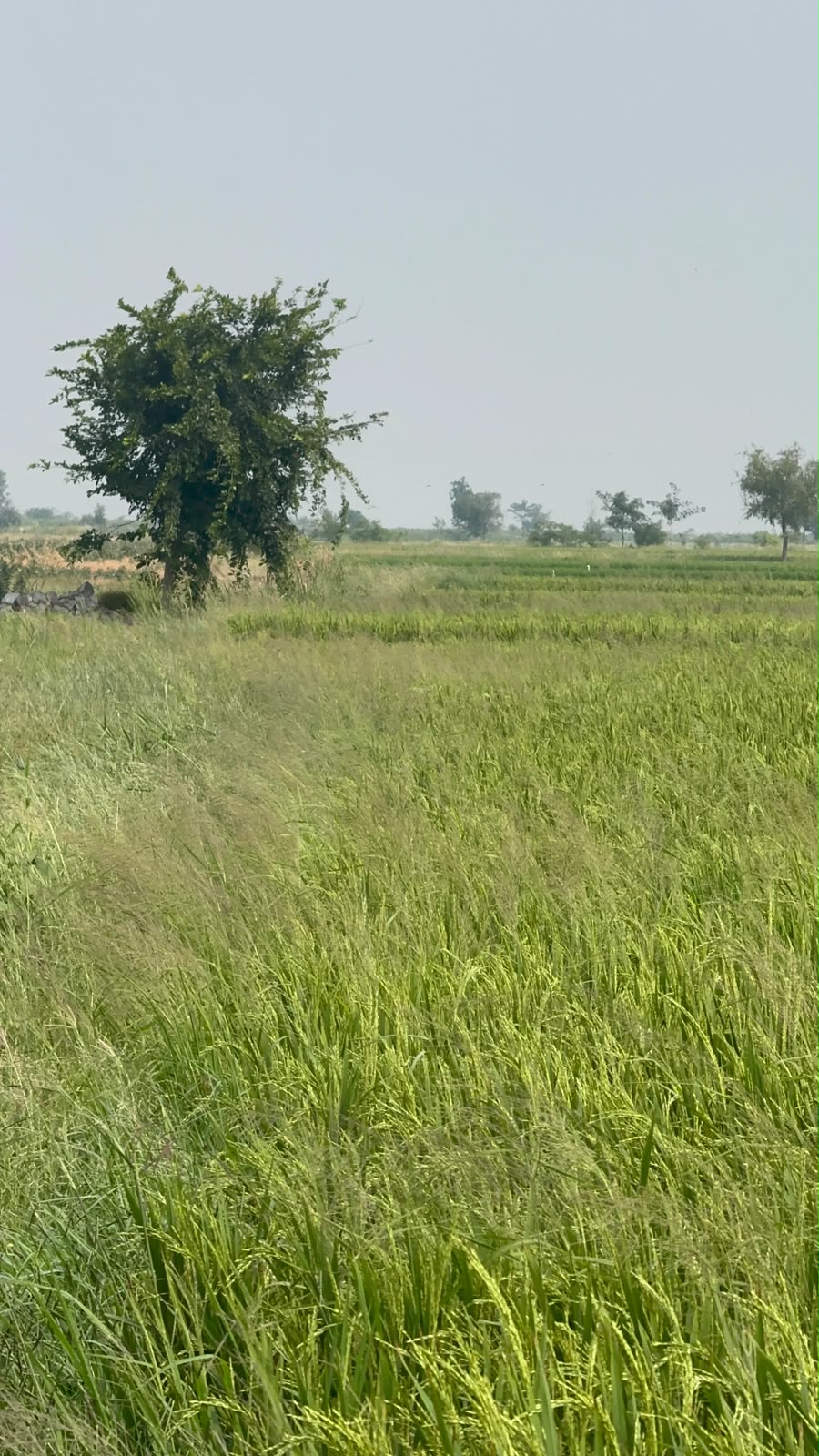 4 Acres 15 Guntas Black Soil Agricultural Land for Sale in Rajoli Mandal, jogulamba Gadwal District, Telangana |₹16 Lakhs per acre| BHOOVIX BX-33831