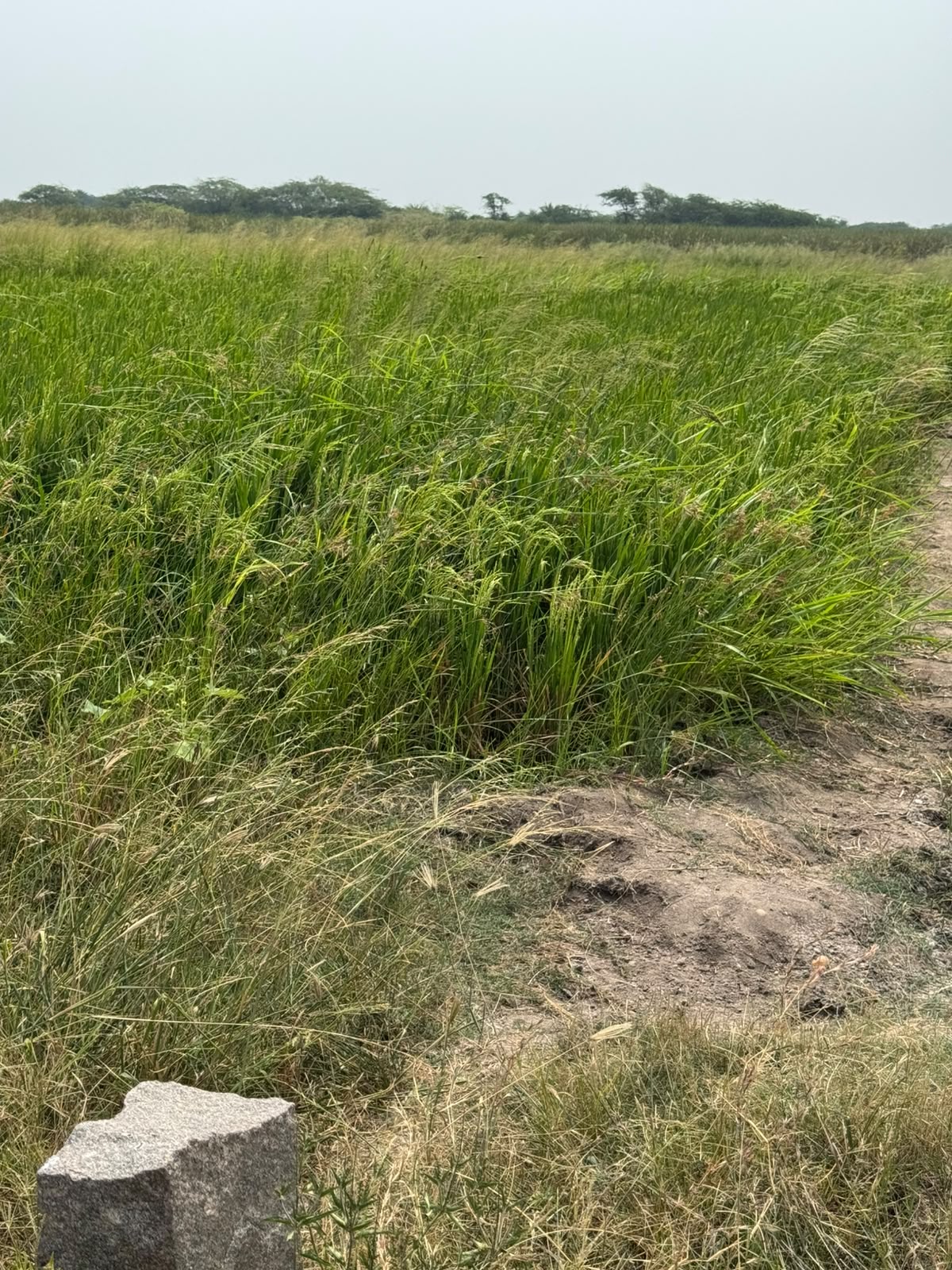 4 Acres 15 Guntas Black Soil Agricultural Land for Sale in Rajoli Mandal, jogulamba Gadwal District, Telangana |₹16 Lakhs per acre| BHOOVIX BX-33831