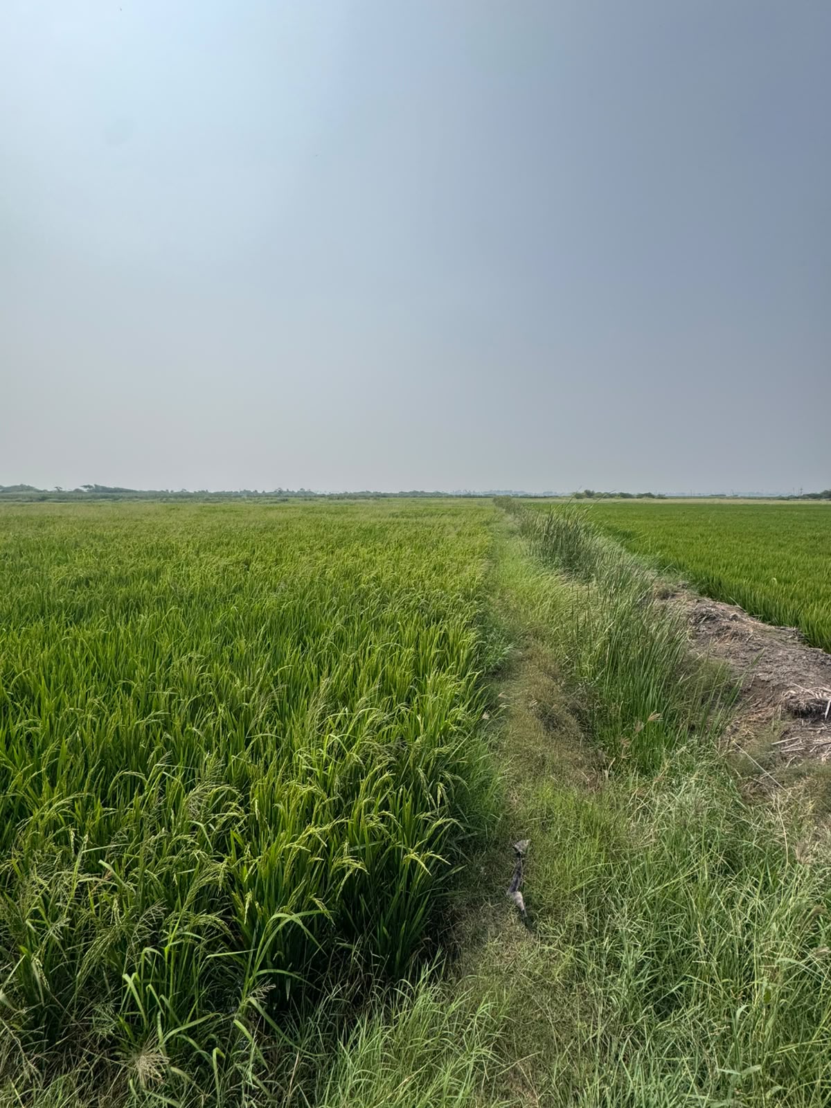 4 Acres 15 Guntas Black Soil Agricultural Land for Sale in Rajoli Mandal, jogulamba Gadwal District, Telangana |₹16 Lakhs per acre| BHOOVIX BX-33831