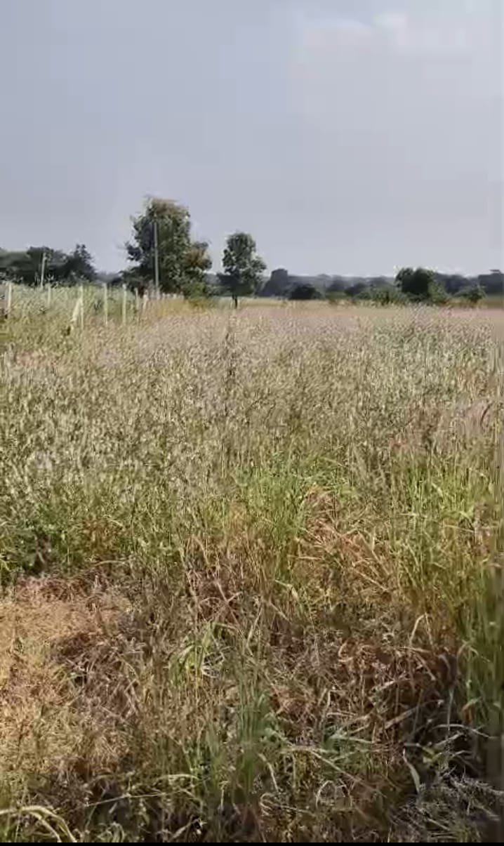 19 Guntas Red soil Agriculture Land for Sale in Marpally Mandal, Vikarabad District, Telangana – ₹2 Lakhs Per Gunta | BHOOVIX BX-33894
