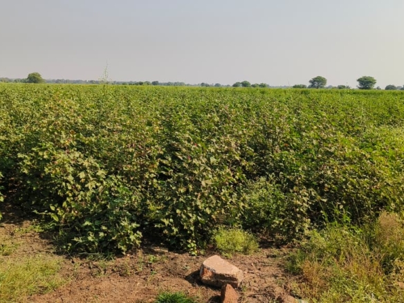 Black Soil Agriculture Land