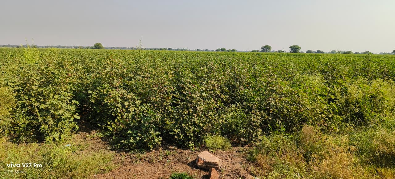Black Soil Agriculture Land