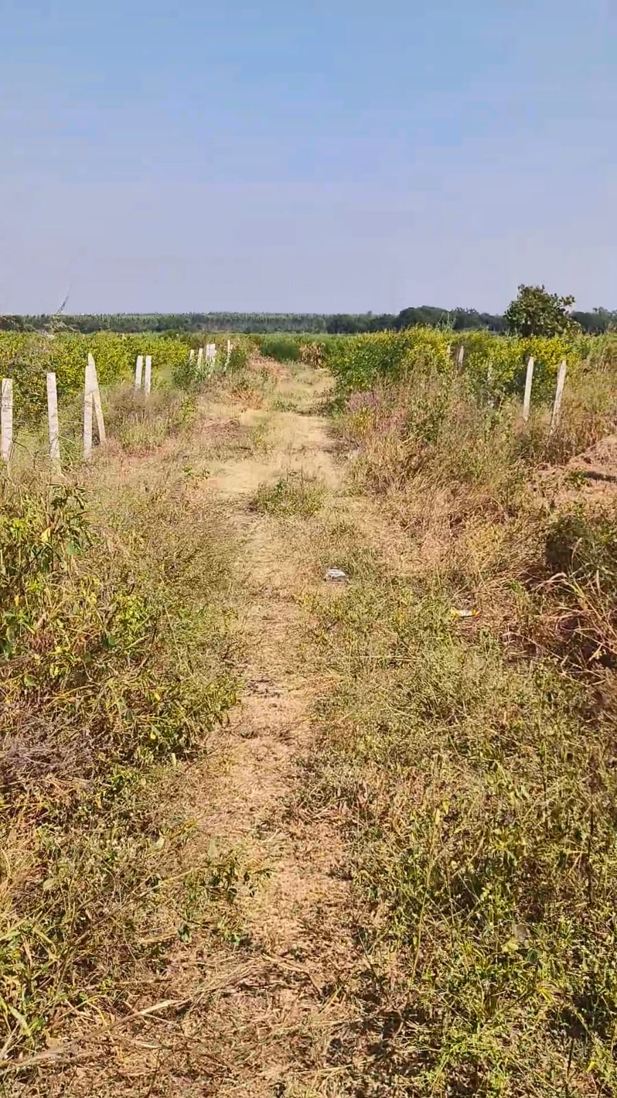 2 Acres 10 Guntas BT Road Facing Agriculture Land for Sale at ₹85 Lakhs Per Acre in Marpally Mandal, Vikarabad District, Telangana | BHOOVIX BX-34037