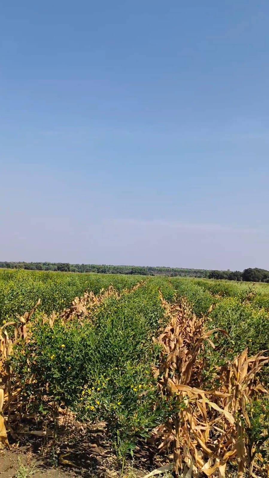 2 Acres 10 Guntas BT Road Facing Agriculture Land for Sale at ₹85 Lakhs Per Acre in Marpally Mandal, Vikarabad District, Telangana | BHOOVIX BX-34037
