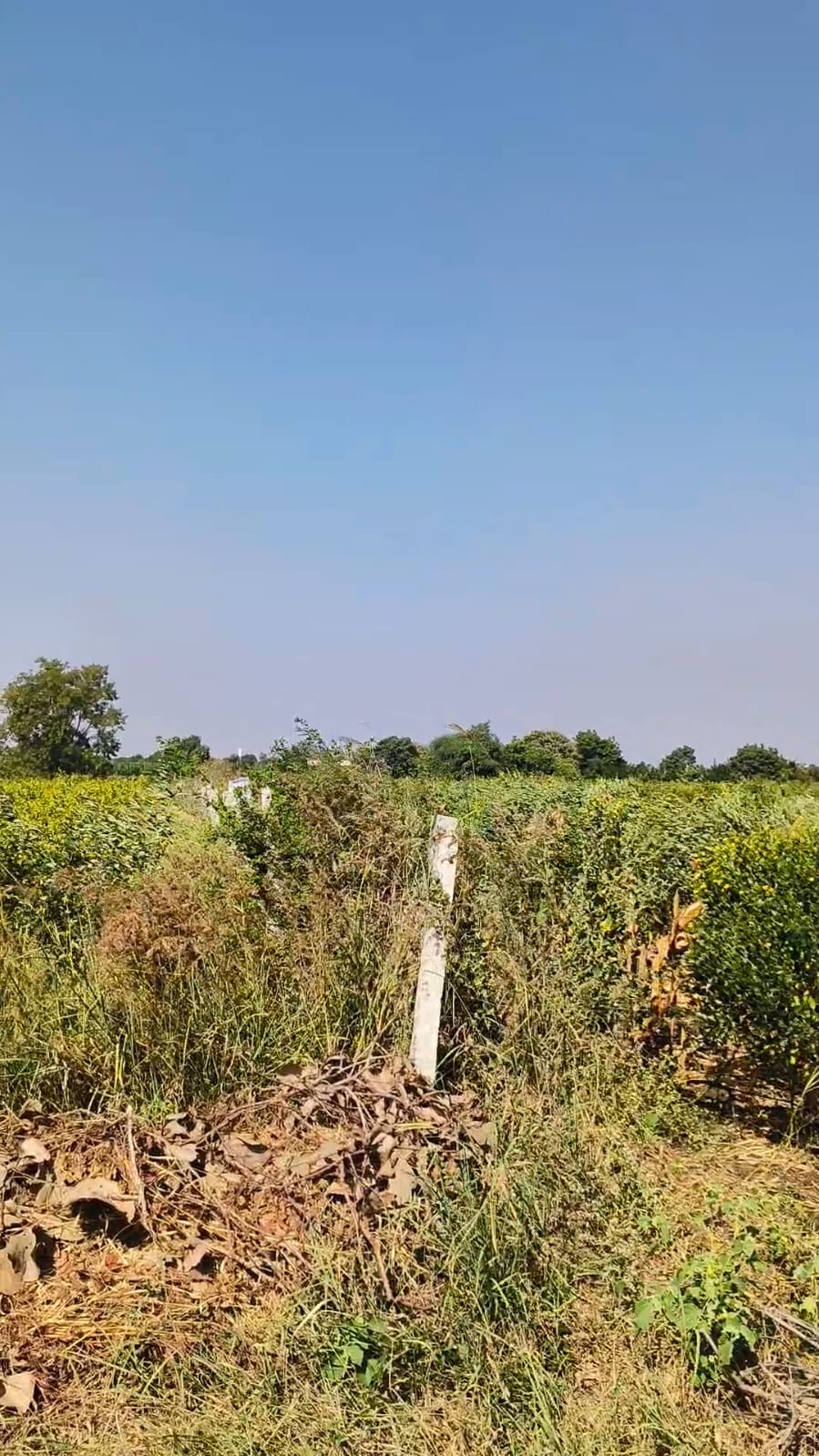 2 Acres 10 Guntas BT Road Facing Agriculture Land for Sale at ₹85 Lakhs Per Acre in Marpally Mandal, Vikarabad District, Telangana | BHOOVIX BX-34037