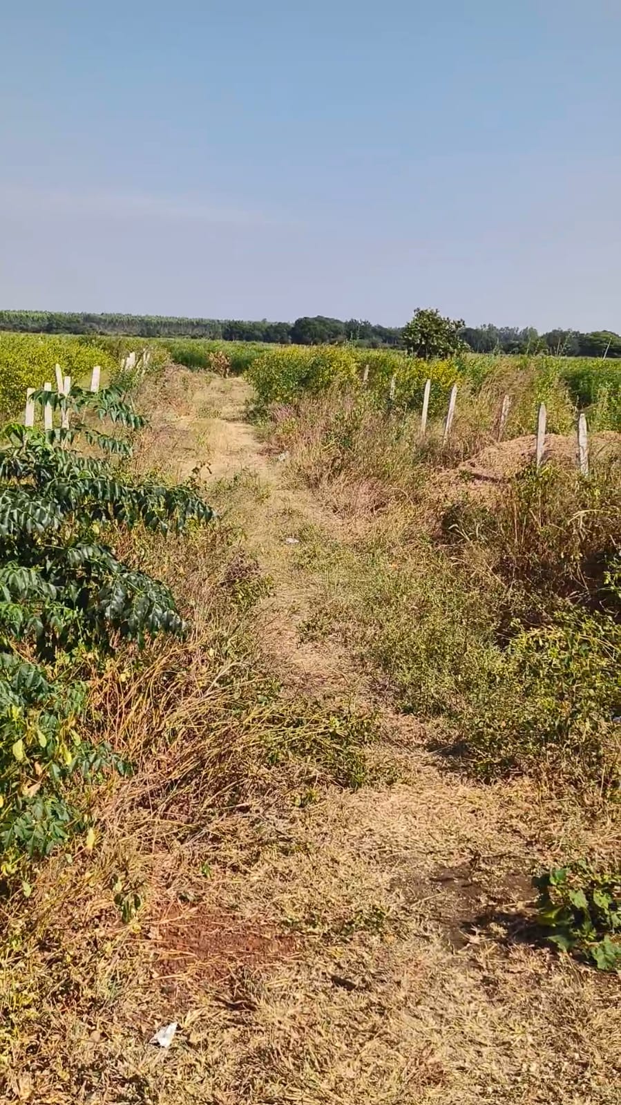 2 Acres 10 Guntas BT Road Facing Agriculture Land for Sale at ₹85 Lakhs Per Acre in Marpally Mandal, Vikarabad District, Telangana | BHOOVIX BX-34037