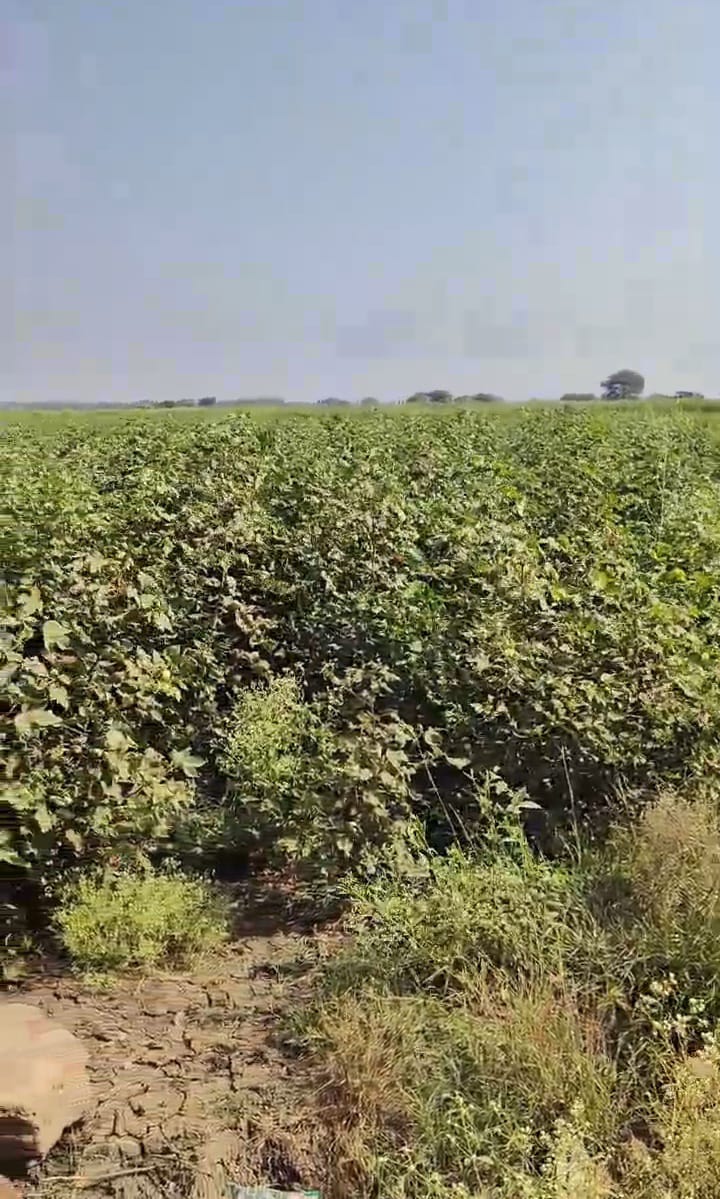 1 Acre 13 Guntas Black Soil Agriculture Land for Sale at ₹45 Lakhs Per Acre in Kohir Mandal, Sangareddy District, Telangana | BHOOVIX BX-33980
