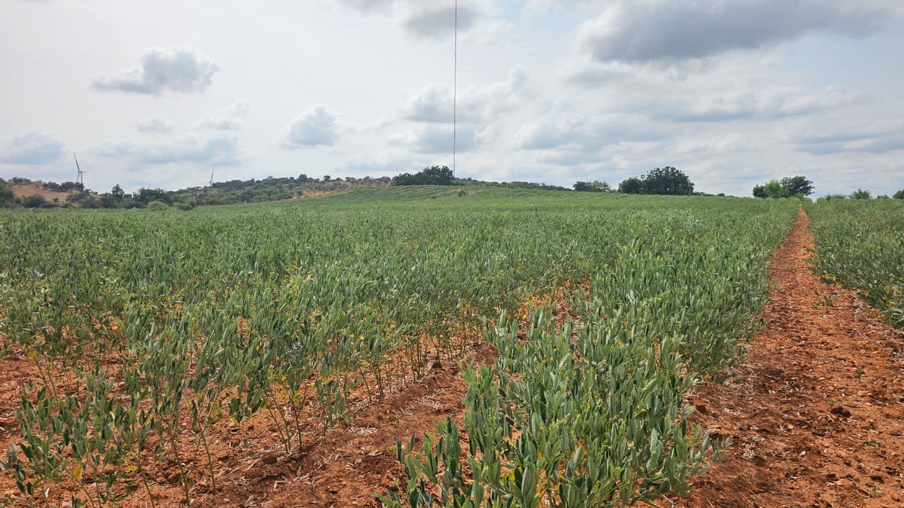 6.77 Acres Fertile Red Soil Agriculture Land for Sale at ₹6.50 Lakhs Per Acre in Devanakonda Mandal, Kurnool District, Andhra Pradesh | BHOOVIX BX-34081