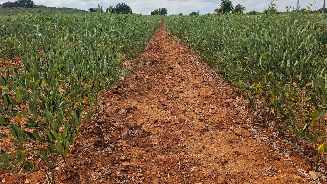 6.77 Acres Fertile Red Soil Agriculture Land for Sale at ₹6.50 Lakhs Per Acre in Devanakonda Mandal, Kurnool District, Andhra Pradesh | BHOOVIX BX-34081