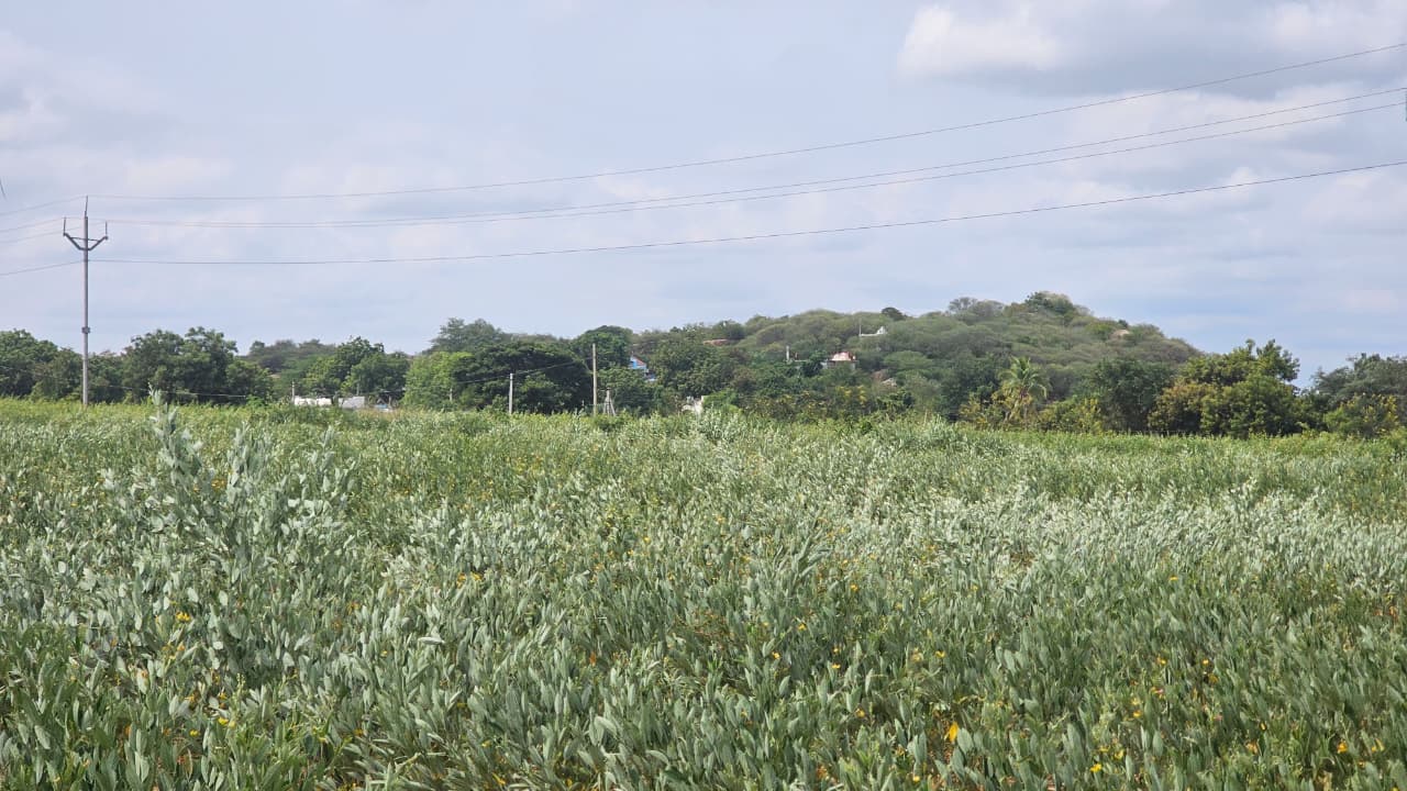 6.77 Acres Fertile Red Soil Agriculture Land for Sale at ₹6.50 Lakhs Per Acre in Devanakonda Mandal, Kurnool District, Andhra Pradesh | BHOOVIX BX-34081