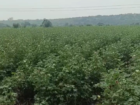 5.65 Acres Black Soil agriculture Land