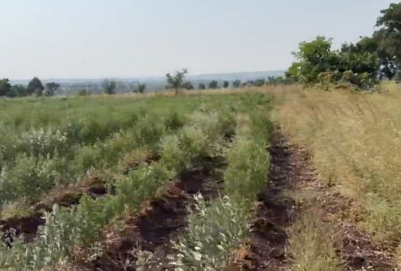 8 Acres mixed soil Agriculture Land