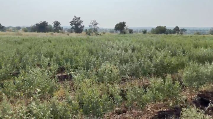 8 Acres Mixed Soil Agriculture Land for Sale at ₹7.50 Lakhs Per Acre in Chincholi Taluk, Kalaburagi District, Karnataka | BHOOVIX BX-34052
