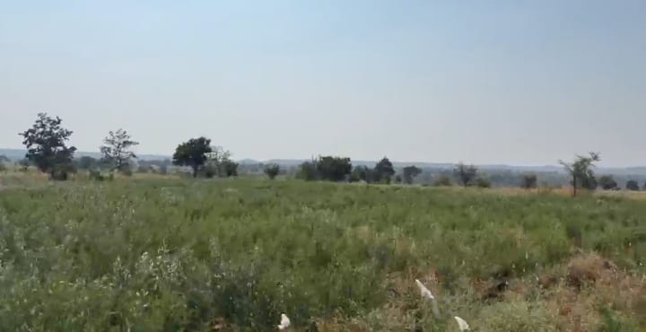 8 Acres Mixed Soil Agriculture Land for Sale at ₹7.50 Lakhs Per Acre in Chincholi Taluk, Kalaburagi District, Karnataka | BHOOVIX BX-34052