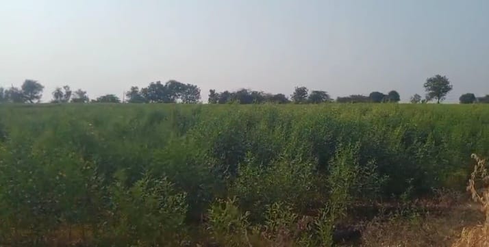 3 Acres 35 Guntas Kagina River Attached Agriculture Land for Sale at ₹18 Lakhs Per Acre in Sedam Taluk, Kalaburagi District, Karnataka | BHOOVIX BX-34071