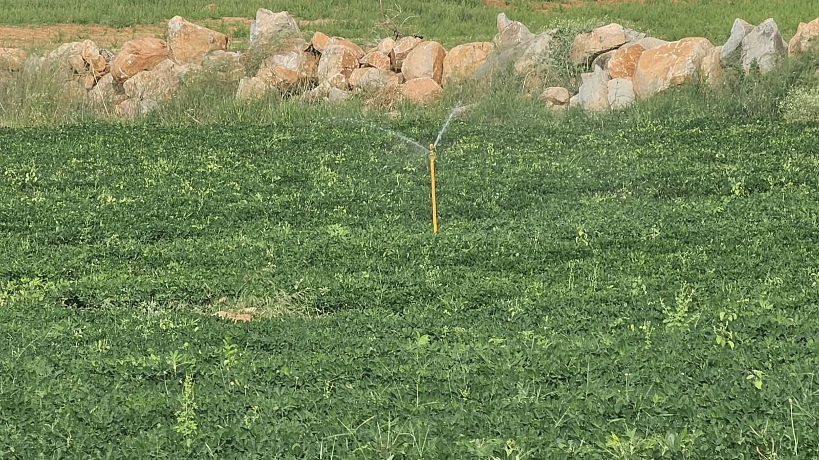 Red Soil Agricultural Land for Sale in Tadimarri Sri Sathya Sai District with 3 Acre Cheeni Garden BHOOVIX BX-33632