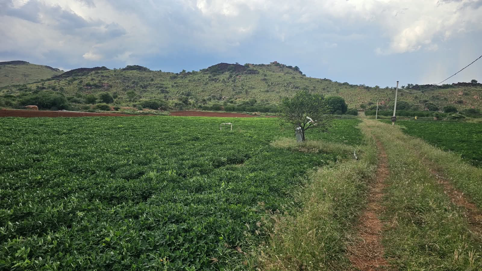 Red Soil Agricultural Land for Sale in Tadimarri Sri Sathya Sai District with 3 Acre Cheeni Garden BHOOVIX BX-33632