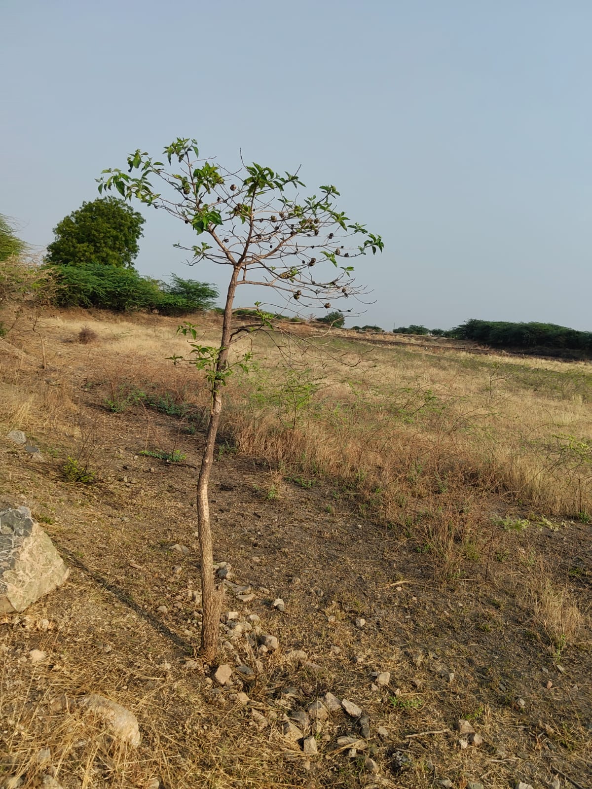 10 Acres Agricultural Land for Sale in Vajrakarur | BHOOVIX BX-20520 10 acres agricultural land for sale in Vajrakarur BX-20520